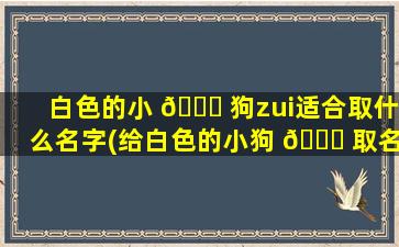 白色的小 🍁 狗zui
适合取什么名字(给白色的小狗 🍀 取名字怎么取)